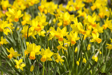 Fototapeta premium Narcissus flowers