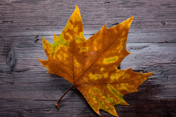 Obraz premium Dead leaves on wooden bench