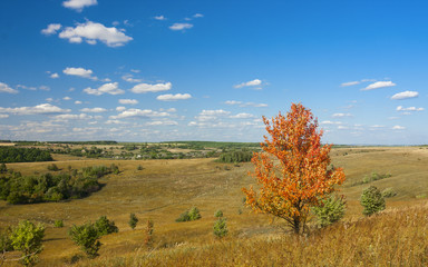 Autumn field with red trees and clouds in the sky.