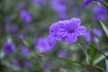 The blossoming ruellia brittoniana flowers closeup
