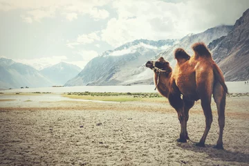 Papier Peint photo Chameau Double hump camel walking in the desert in Nubra Valley, Ladakh, India (Vintage tone)