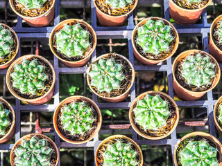 small cactus in the brown pot.