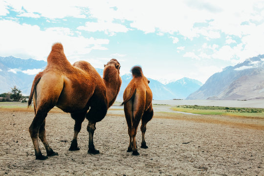 Double hump camels setting off on their journey in the desert in Nubra Valley, Ladakh, India