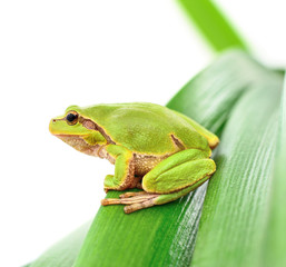 frog sitting on a leaf