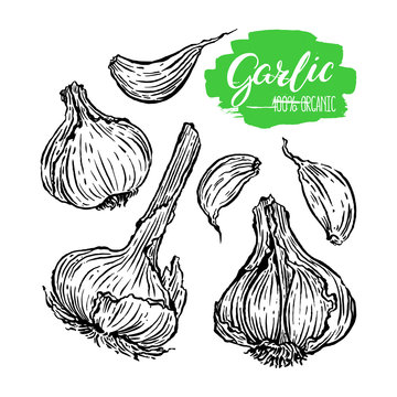 set of Garlic