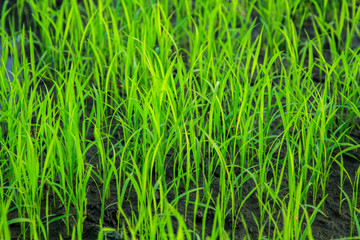 Tons of rice and rice paddies.