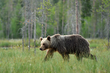 brown bear