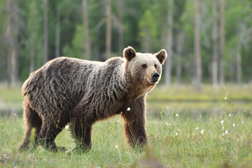 Fototapeta premium brown bear