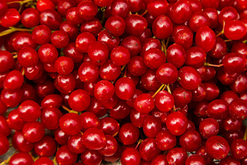 Viburnum. Close-up. Background