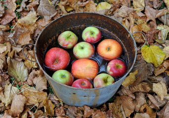 &Auml;pfel im Herbst