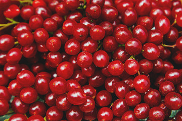 Viburnum. Close-up. Background