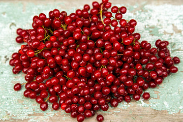 Viburnum. Close-up. Background