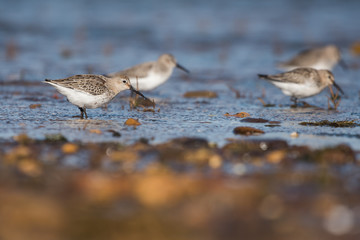 Dunlin, Calidris alpine