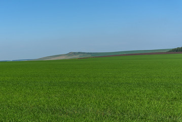 Obraz na płótnie Canvas oat field mountains agriculture