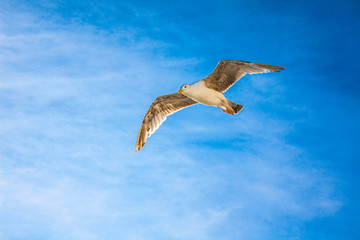 Flying seagull