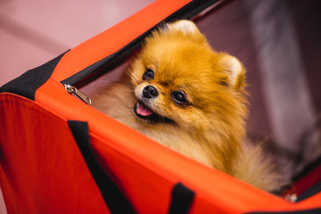 Cute dog sitting in woman bag