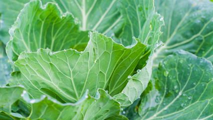 Organic Cabbage. Fresh Green Head of Cabbage on the Field Ready to Harvest at Phu Tab Berk hill, Thailand