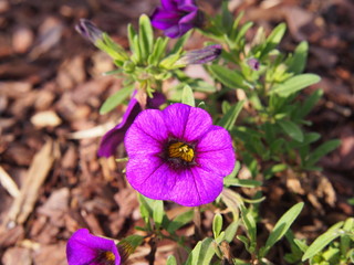 Million Bells - Calibrachoa