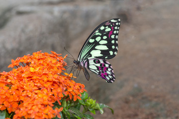 Beautiful butterfly on Flower