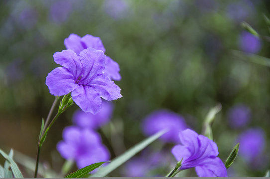 The blossoming ruellia brittoniana flowers closeup
