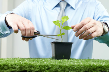 Male hands cutting a young plant in a pot