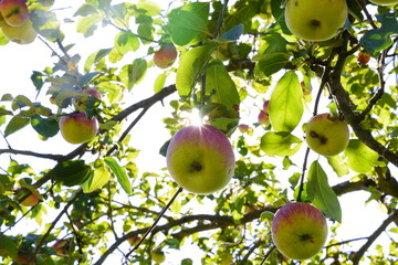 Apfelbaum mit Äpfeln auf Streuobstwiese