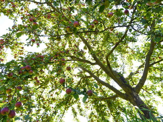 Apfelbaum mit Äpfeln auf Streuobstwiese