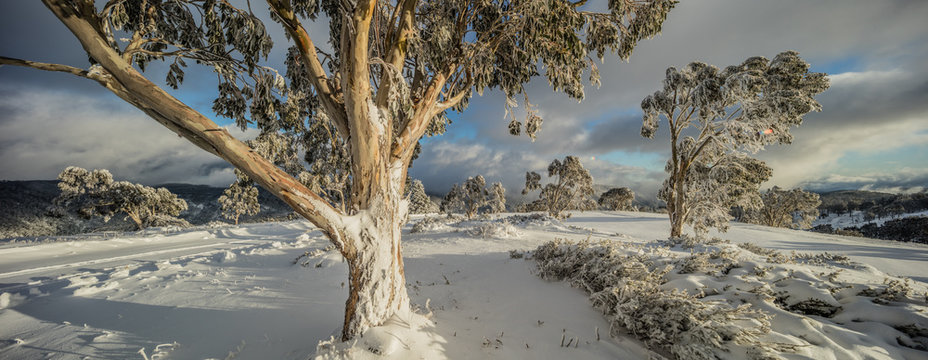 Snowgums at Cabramatta