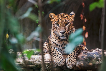 Ceylon-luipaard liggend op een houten blok en recht vooruit kijkend