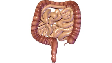 3d illustration human body organs

