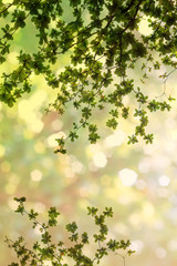 Leaves tree on abstract bokeh natural background