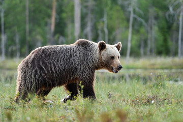 brown bear with forest background