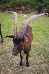 Capra legata © enrico scarsi