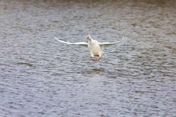 white goose takes off and gets to spread its wings over the blue water