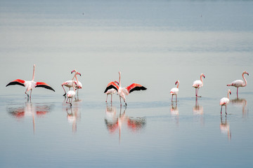 beautiful light on pink flamingo group © Andrea Izzotti
