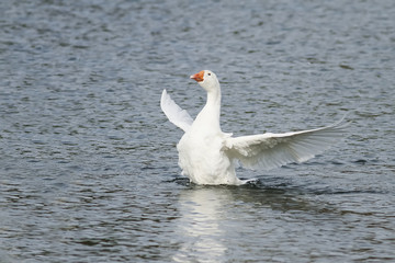 white goose takes off and gets to spread its wings over the blue water