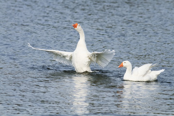 two white goose swimming on a lake with its wings outstretched