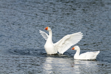 two white goose swimming on a lake with its wings outstretched