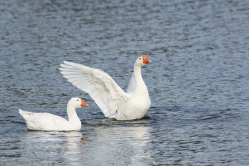Naklejka premium two white goose swimming on a lake with its wings outstretched