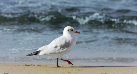 M&ouml;we stolziert am Strand entlang