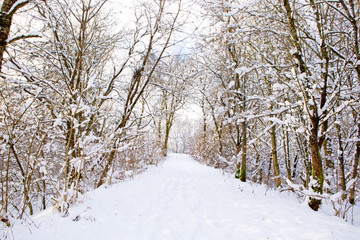 Winter forest and snow.