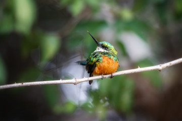 Rufous-tailed Jacamar on a tree in the nature habitat, wild brasil, brasilian wildlife, pantanal, green jungle, birding, Galbula ruficauda