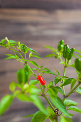 Red and green chili peppers on a branch