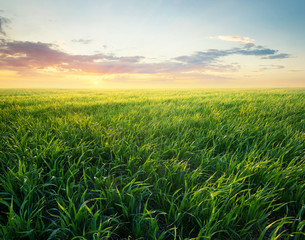 Fototapety  Trawa na polu podczas wschodu słońca. Krajobraz rolniczy w okresie letnim
