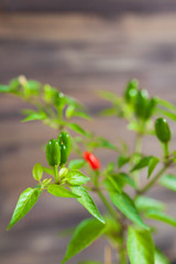 Red and green chili peppers on a branch