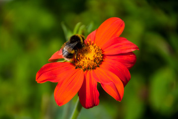 Bee on a Flower