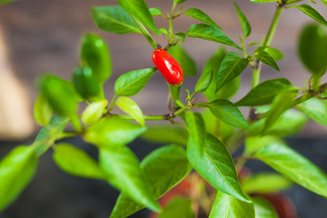 Red and green chili peppers on a branch