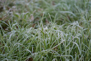 leaves and carobs crop decoration