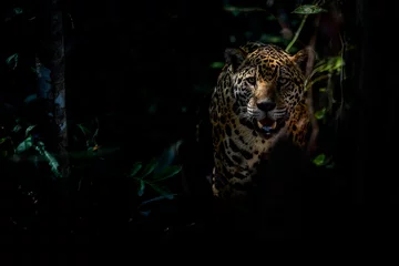 Foto auf Acrylglas Panther Amerikanische Jaguarfrau in der Dunkelheit eines brasilianischen Dschungels, Panthera Onca, wildes Brasilien, brasilianische Tierwelt, Pantanal, grüner Dschungel, große Katzen, dunkler Hintergrund, zurückhaltend