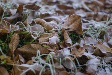 leaves and carobs crop decoration